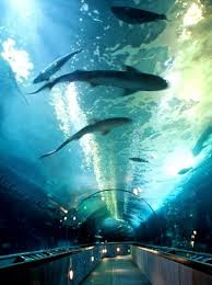 Adventure Aquarium Camden Nj San Francisco Attractions Weekend In San Francisco San Francisco With Kids