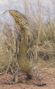 Black And White Lizard Australia The Australian Goanna Can Grow As Large As 8 Feet Lizardlove Reptiles Australian Native Animals Reptiles And Amphibians