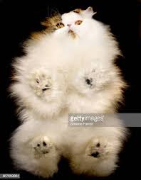Best In Show Cullykhan Vivaldi A Brown Tabby And White Bi Colour Russian Blue Cat Persian Cat Blue Cats