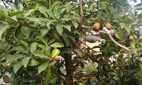 Tanaman salak merupakan tanaman yang tumbuh baik di dataran rendah hingga ketinggian 500 m di atas permukaan laut, dengan tipe iklim tropis nah, bagi anda yang ingin coba membudidayakan salak, berikut ini adalah beberapa tips yang bisa dilakukan supaya tanaman salak cepat berbuah. Mengapa Tanaman Cangkok Cepat Berbuah Ilmu Pertanian