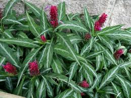 Image result for Justicia rodgersii