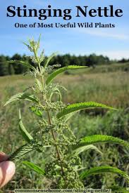 But how do they stop the stinging? Stinging Nettle One Of The Most Useful Wild Plants