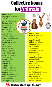 English Collective Nouns List Collective Nouns For Animals Rookery Of Seals Dopping Of Sheldrake Nest Collective Nouns English Collective Nouns Learn English