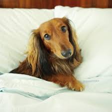 Django The Long Haired Dachshund Long Haired Dachshund Dog Adventure Dog Lovers