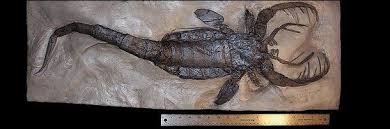 When did the eurypterid sea scorpion become extinct? Fossil Of Giant Sea Scorpion Extinction Animals Lion Sculpture