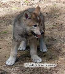 Chito Big Girl Wolf Pup 6 Weeks Old Wolf Pup Wolf Dog Pup