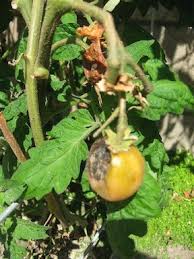Can cats eat tomatoes safely? How To Save Your Tomatoes From Rats And Rot Gardening Wonderhowto