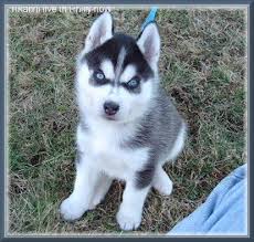 Siberian Husky Black And White Blue Eyes Huskey With Blue Eyes Cute Dogs Gallery Puppies With Blue Eyes Cute Husky Puppies Siberian Husky Puppies