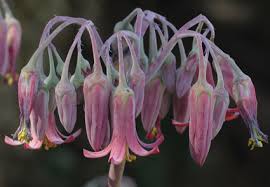 Image result for Cotyledon barbeyi