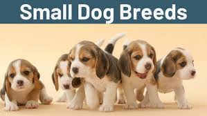 Maybe you would like to learn more about one of these? Small Dog Breeds Toy Dog Breeds