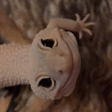 Maybe you would like to learn more about one of these? Lizard Eat Green Leaf