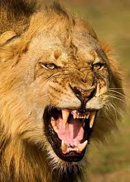 My Angry Lion Scary Cat Cat Spirit South African Animals