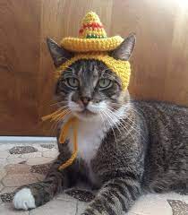 Sombrero Cat Hat Cat Hats Knitted Crochet Cat Hat Crochet Cat