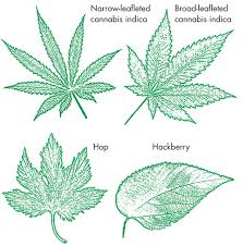 Image result for Cannabaceae