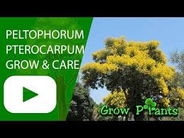 Image result for Peltophorum pterocarpum