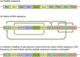 We did not find results for: The Optimization Of Mrna Expression Level By Its Intrinsic Properties Insights From Codon Usage Pattern And Structural Stability Of Mrna Sciencedirect