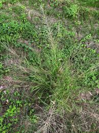 Image result for Leptochloa obtusiflora