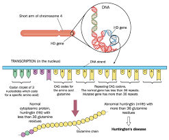 Huntington Disease Medlineplus Genetics