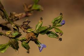 Image result for Crepidorhopalon