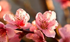 The seeds are everywhere, you just have to plant them! 15 Beautiful Fruit Tree Flowers And Blossoms