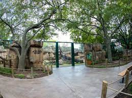 Houston Zoo New Black Bear Exhibit Houston Zoo Black Bear Houston