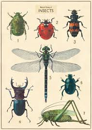 Insect Poster Cavallini Vintage School Poster Insect Chart