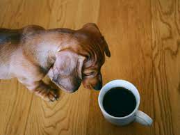Woman Discovers Dog Is Sneakily Drinking Her Coffee Every Time She Leaves The Room