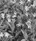 Blue star (amsonia ciliata var. Http Www Rickdarke Com Amsonia Pdf