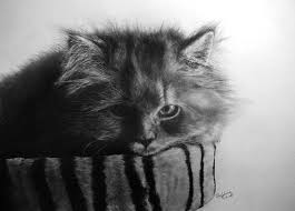 Pencil Sketches By Paul Lung Cuded Cizim Kedi Sanati Kedi