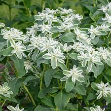 Image result for Cleome schimperi