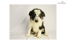 Check spelling or type a new query. Jim Border Collie Puppy For Sale Near Des Moines Iowa 56ff1cb7 5991