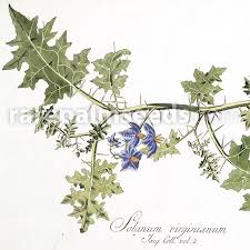 Image result for Solanum torreanum