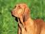 Red Short Haired Dog