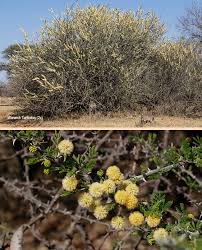 Image result for Acacia hebeclada