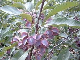Image result for Combretum celastroides