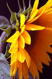 Gr Ace Types Of Sunflowers Flower Painting Sunflower