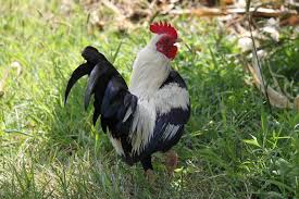 Aqui temos classificados os melhores jogos de zeros e cruza você vai ver na rede. Antigo Jogo Ingles Bantam Galo Foto Stock Gratuita Public Domain Pictures
