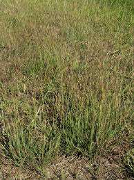 Image result for Dichanthium