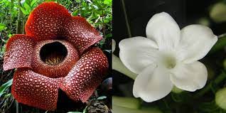 Check spelling or type a new query. 3 Jenis Bunga Ini Ternyata Jadi Bunga Nasional Indonesia Loh Diadona Id