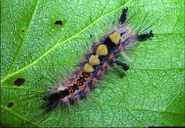 Maybe you would like to learn more about one of these? B Rusty Tussock Moth Caterpillars Orgyia Antiqua On Rhododendron Download Scientific Diagram