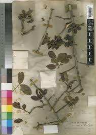 Image result for Haplocoelum