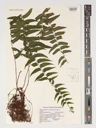 Image result for Xymalos monospora