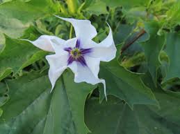 Image result for Datura