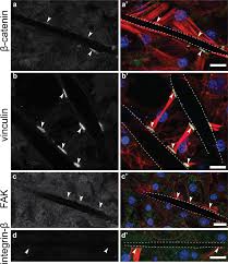 Combined with cell adhesion molecules and extracellular matrix, cell junctions help hold animal cells together. Diverse Cell Junctions With Unique Molecular Composition In Tissues Of A Sponge Porifera Evodevo Full Text