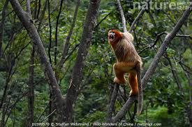 Image result for Streptocarpus montis-bingae