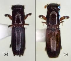 Image result for Pittosporum mildbraedii