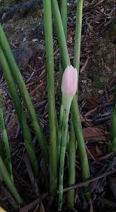 Bunga kantan digunakan sebagai penyedap dan penaik aroma masakan yang banyak pokok kantan ideal hidup di tanah jenis sedikit berpasir yang teduh dan lembap. Sekiranya Anda Ingin Menanam Pokok Kantan Ini Yang Perlu Anda Tahu