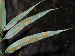 Image result for Lomariopsidaceae