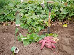 A perennial in its native environment, growing sweet potatoes in containers is actually an easy endeavor but the plant is usually grown as an annual this way. Sweet Potato Companion Plants Tips On Their Friends