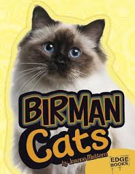 We have a seal point birman for sale, while others are blue point. Birman Cats